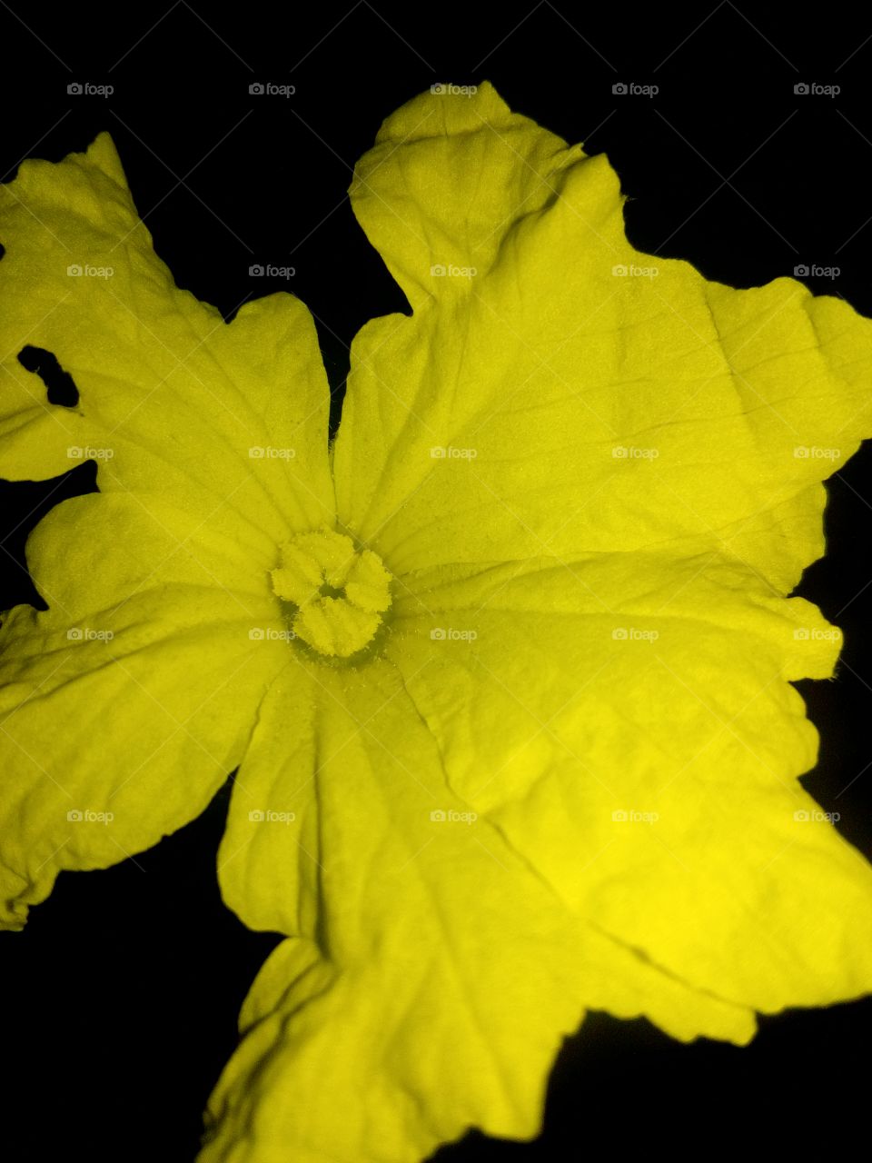 yellow flower on dark background