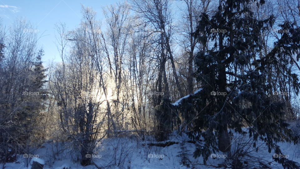 Winter, Wood, Tree, Snow, Landscape