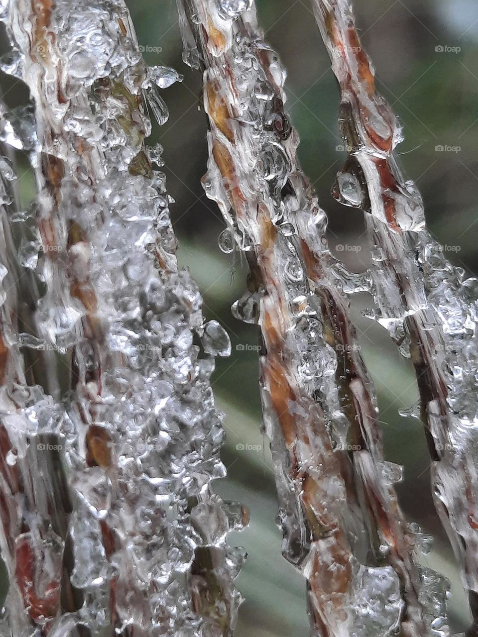 ice on dry  grass inflorescences