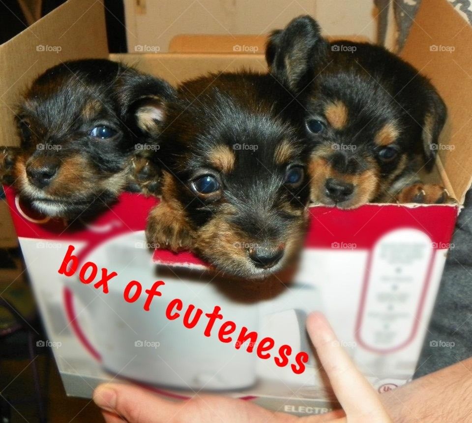 Box of cuteness