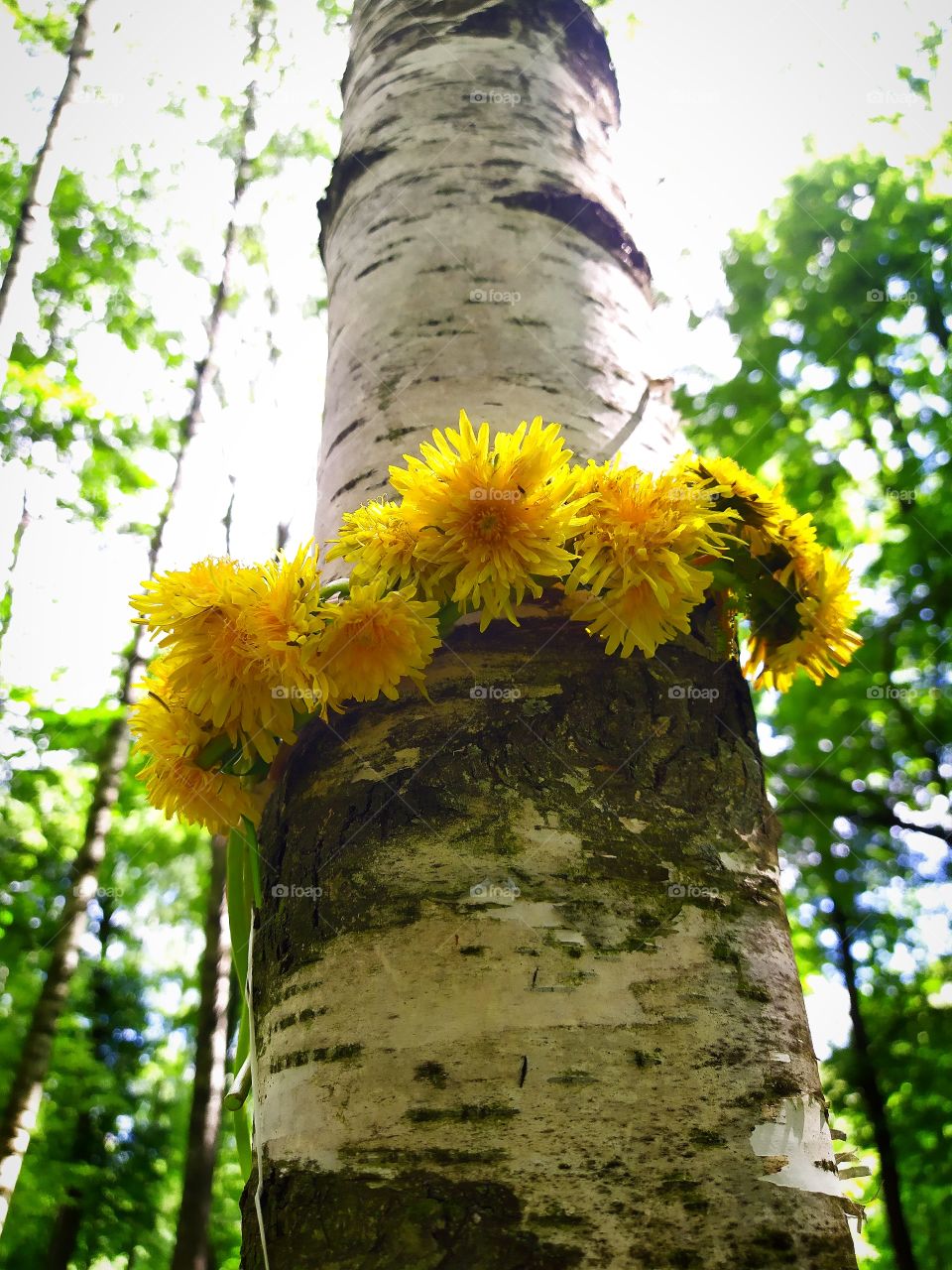 A wreath of yellow dandelions around a white birch trunk