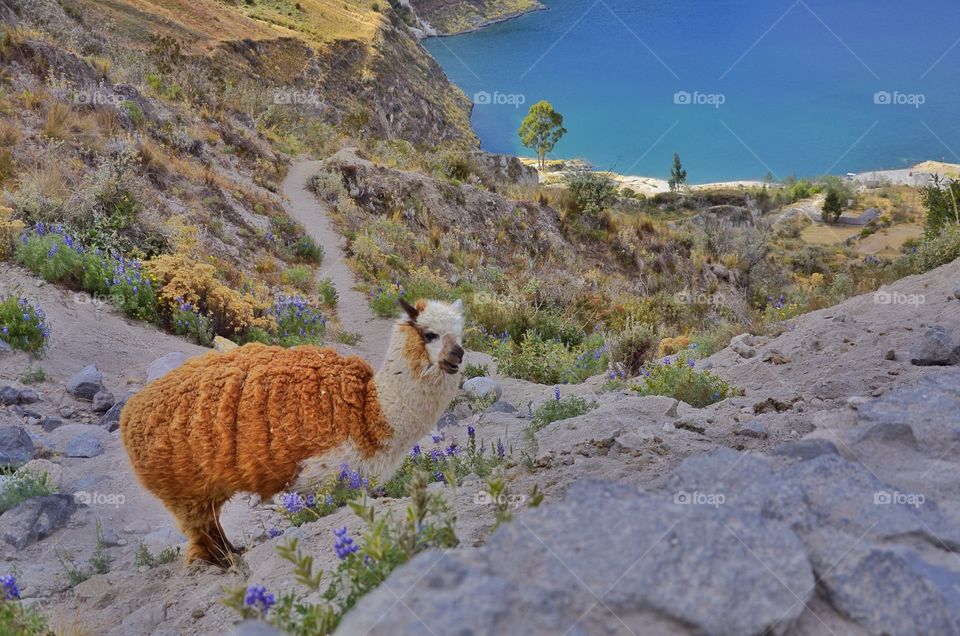 Close-up of small alpaca