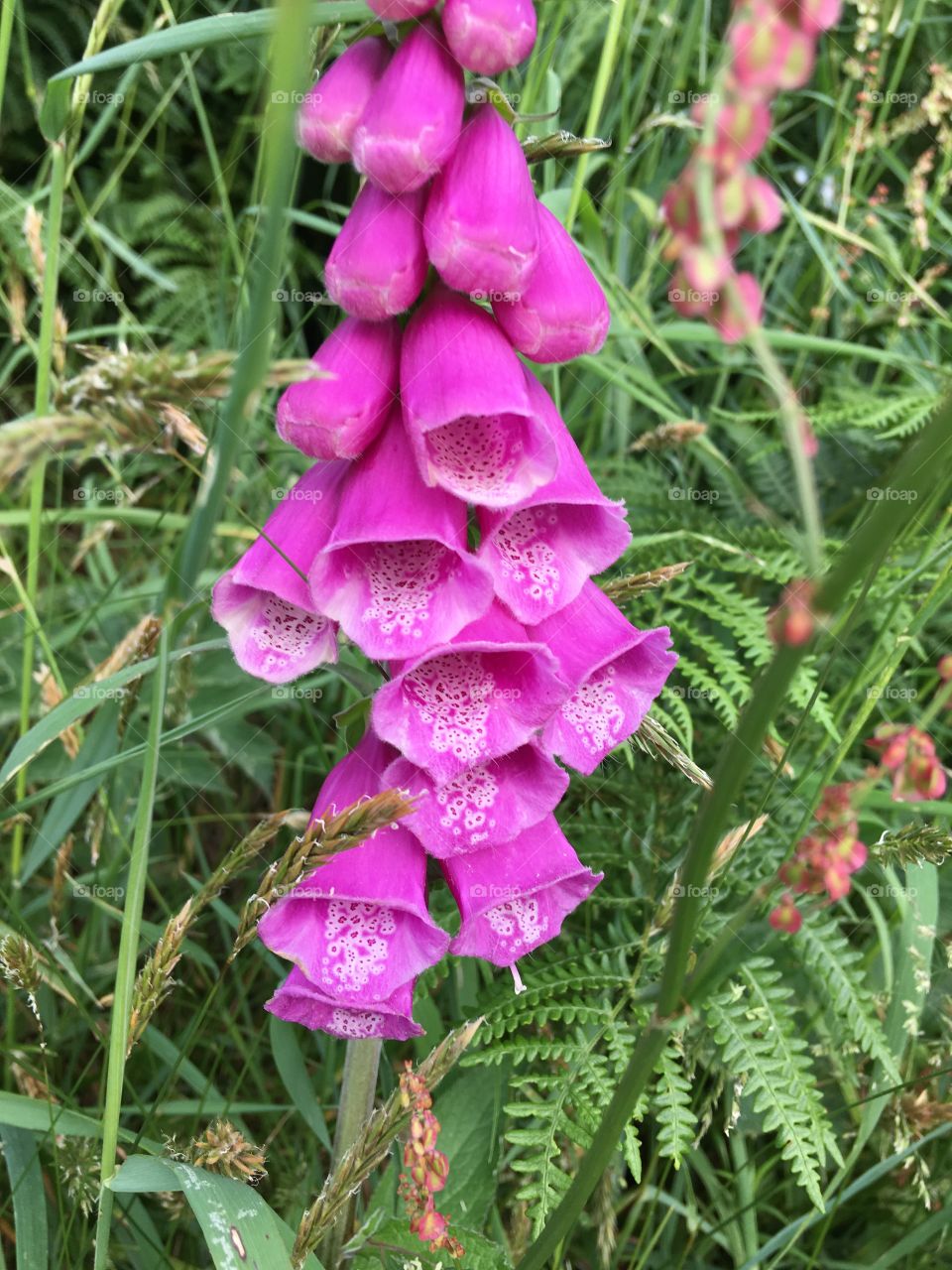 Foxglove in pink, a close up of this beautiful flower, growing wild on our North Devon coast 