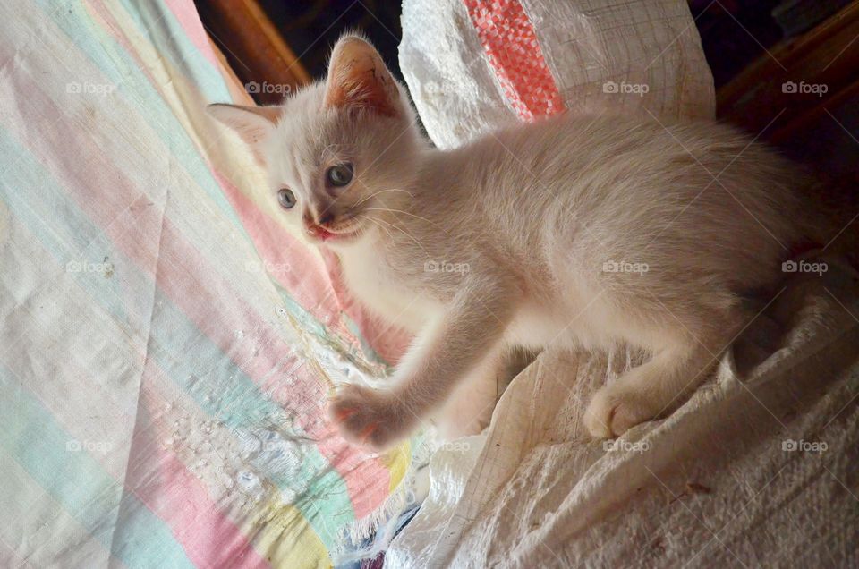 white sweety kitten with cleft condition