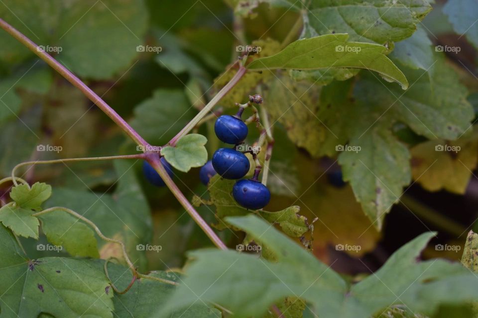 Tiny blue berries look vibrant against the green leaves