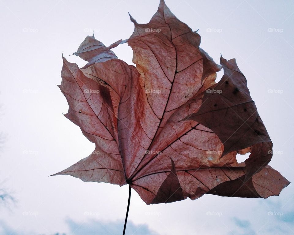 Dried leaf 