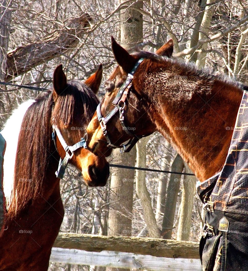 Horses 