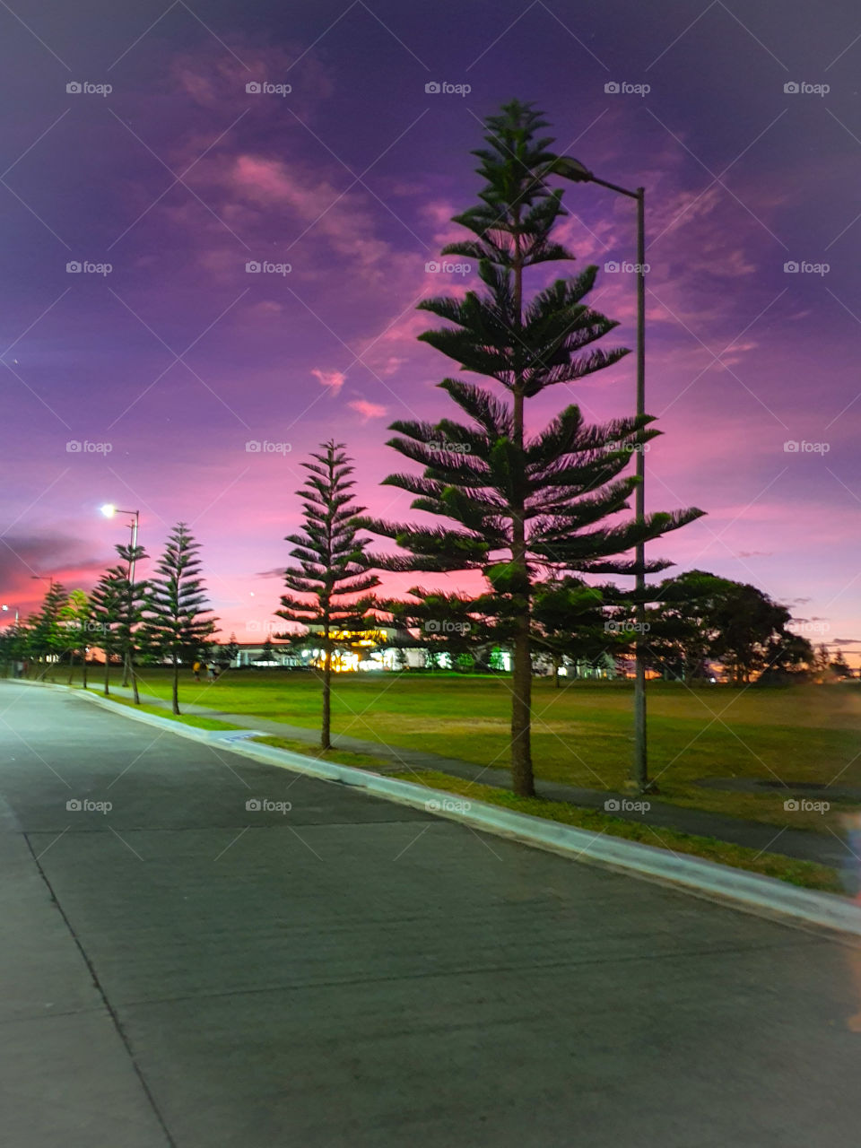 pine trees under a purple sky