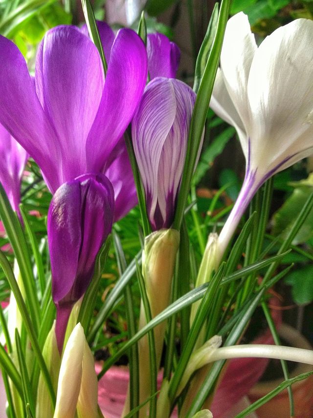Spring Flowers