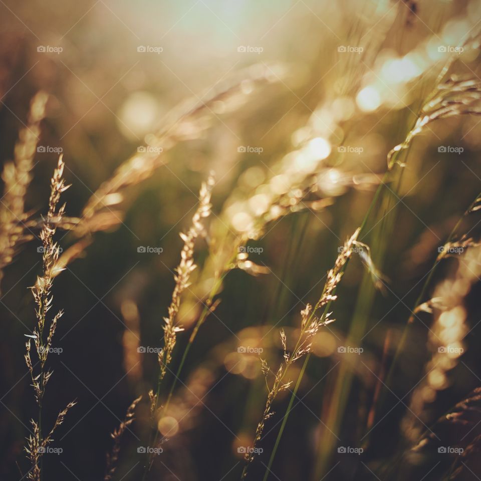 Wheat, Cereal, Sun, Field, Grass