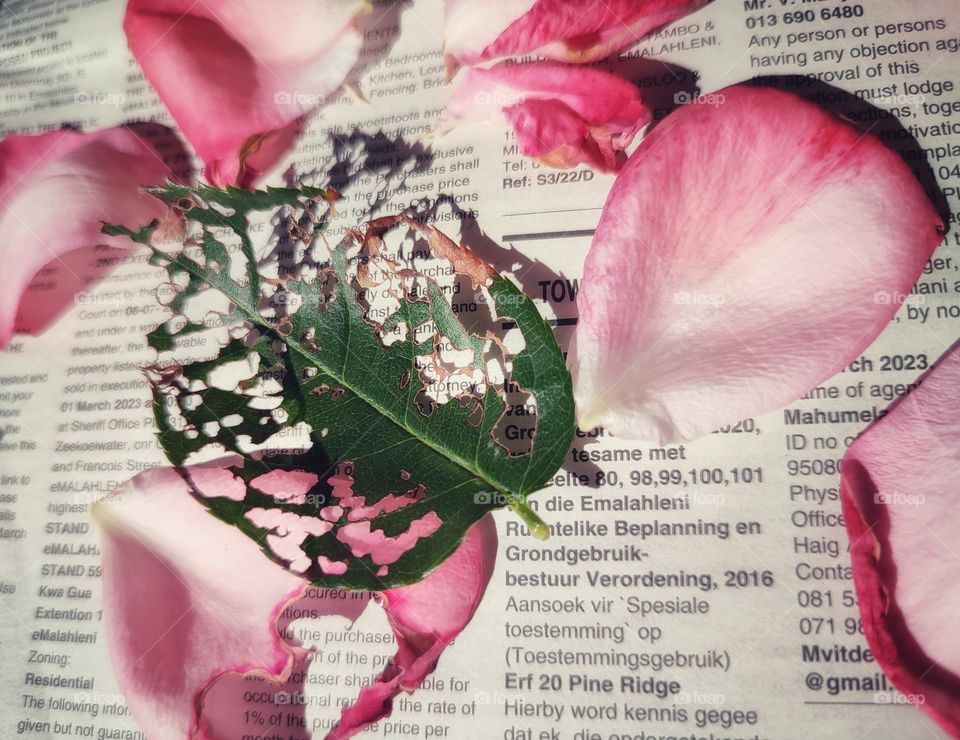 Rose petals on a newspaper with leaf shadow