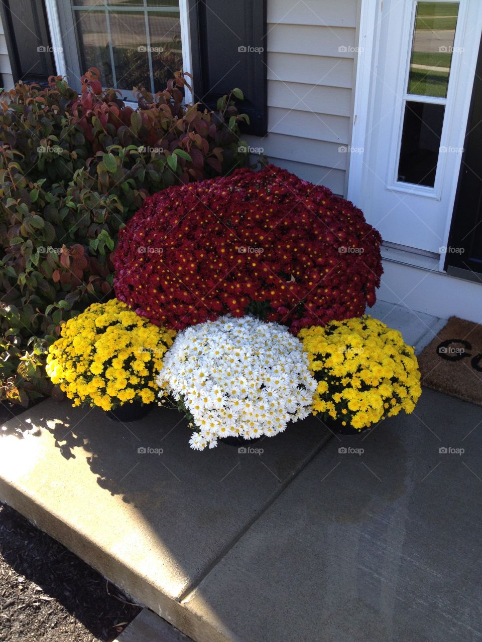 High angle view of plant