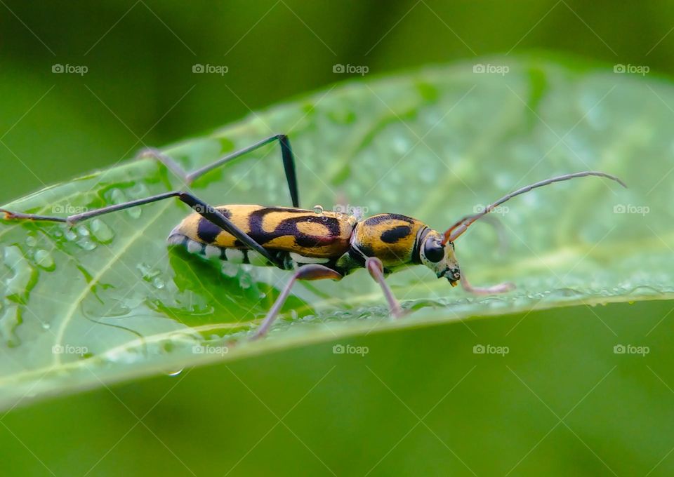 Beetle on the leaf