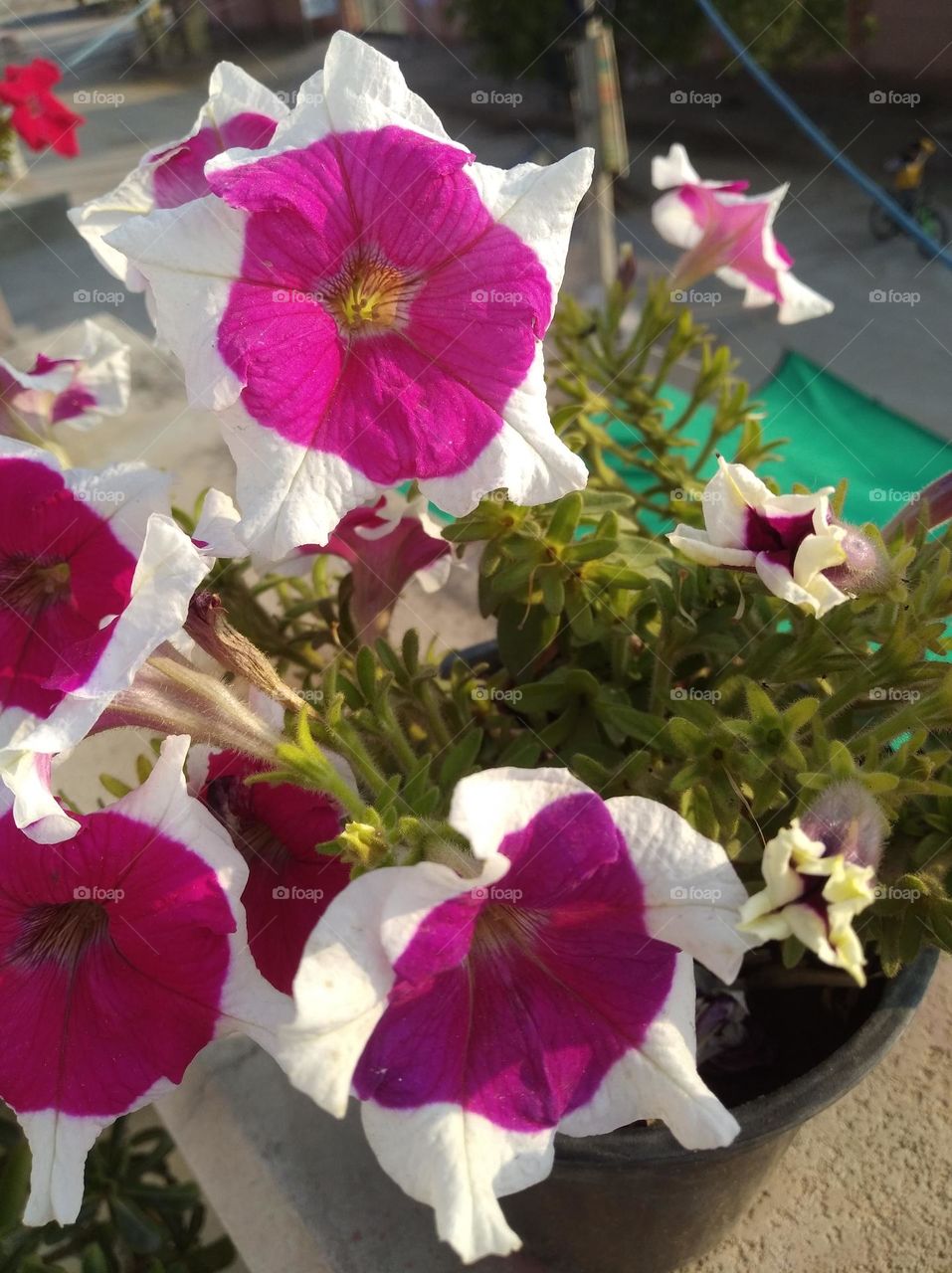 pitunia white nd pink colour flower looks very beautiful generally found everywhere fresh seasonal