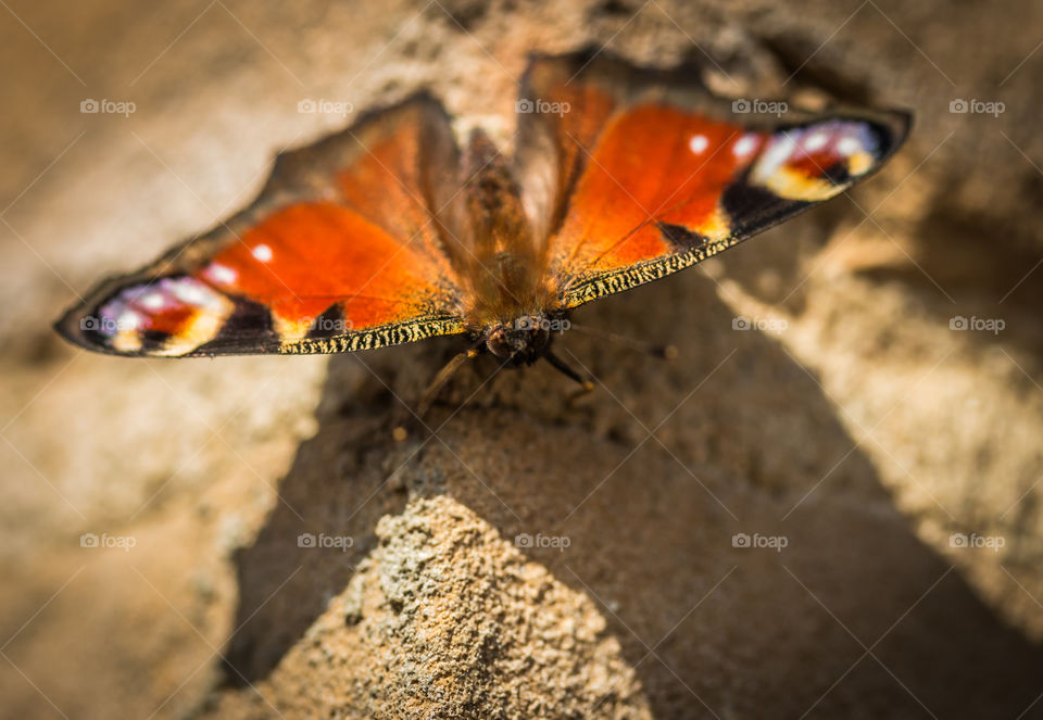 Peacock butterfly