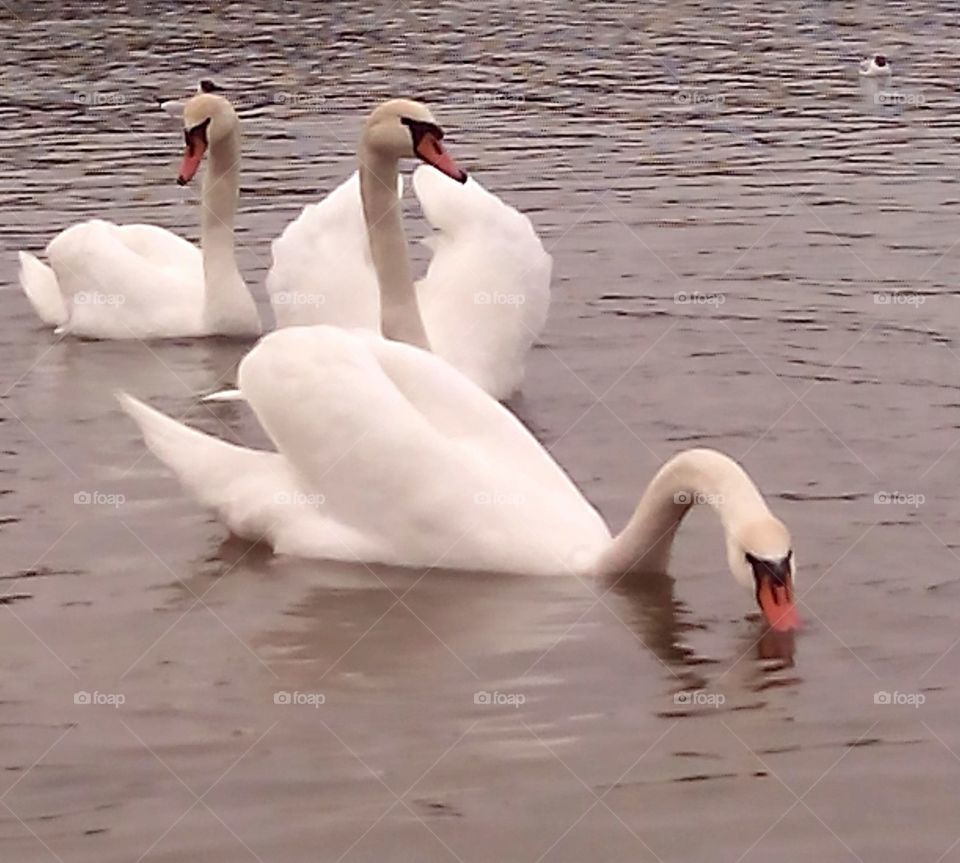 Swan, Bird, Water, Lake, Nature