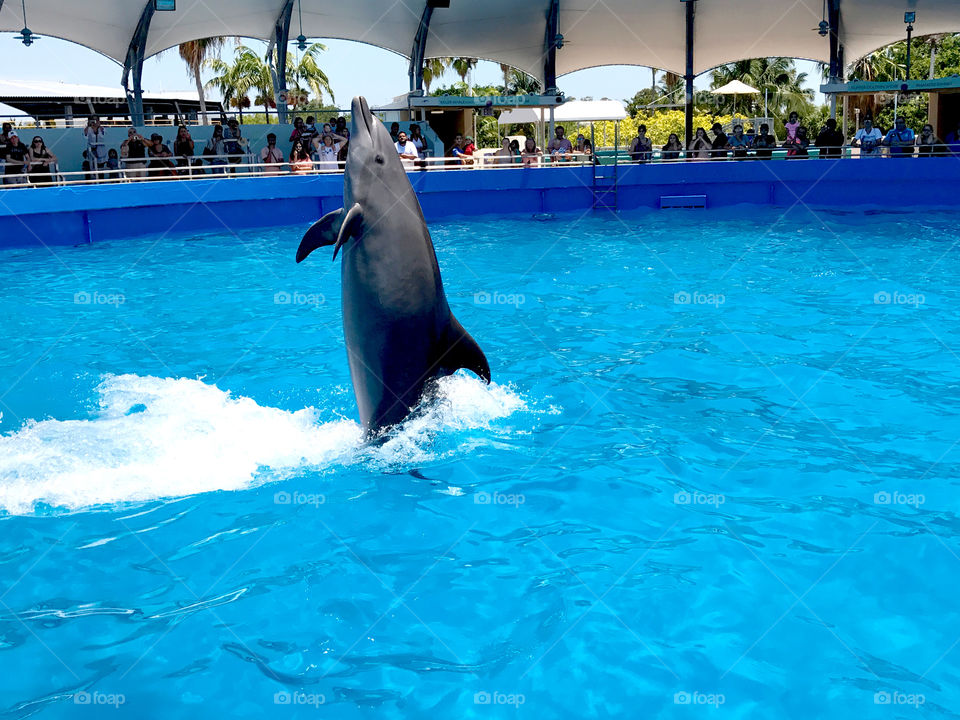 Amazing dolphin show at Miami Seaquarium. 