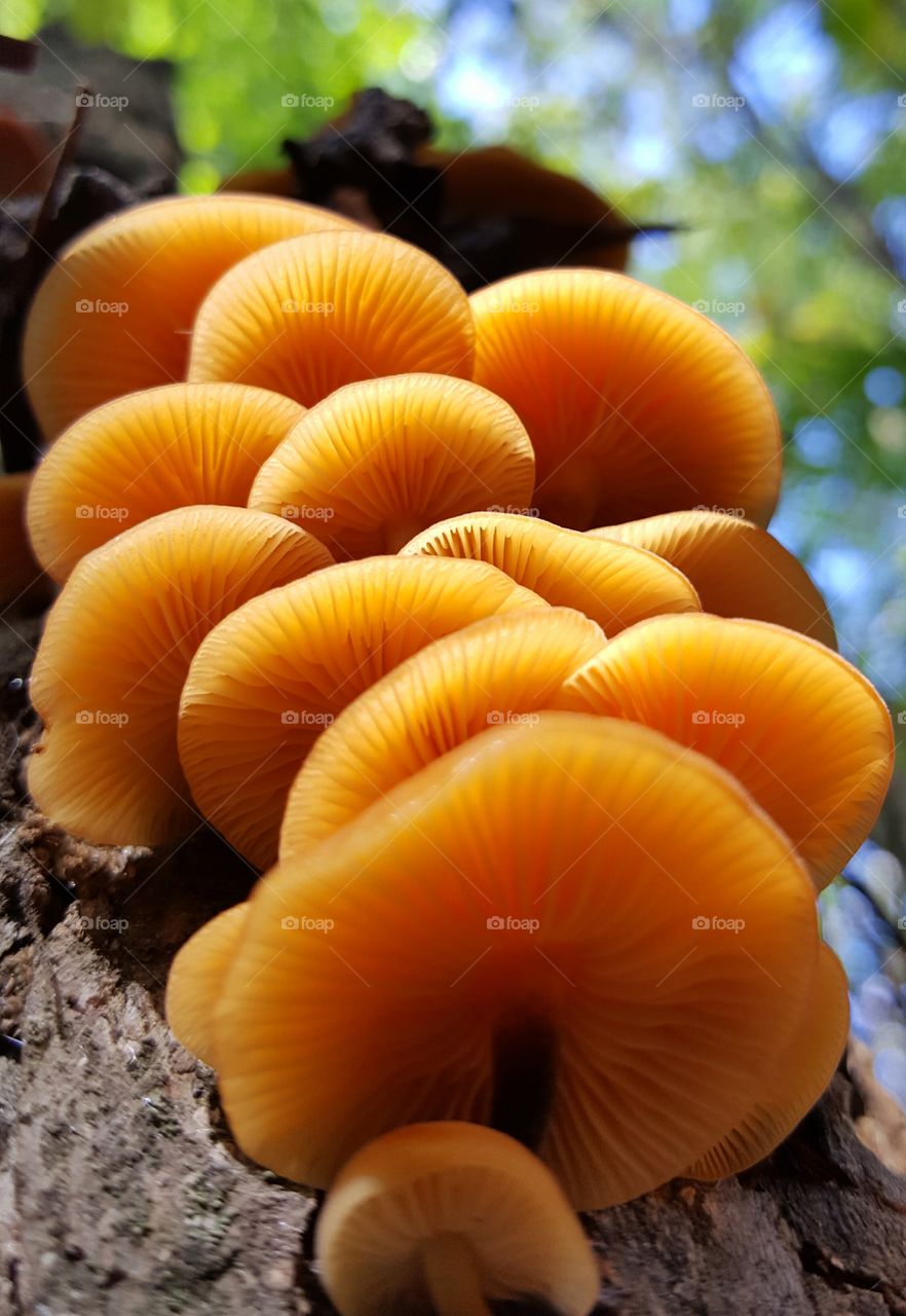 fungus