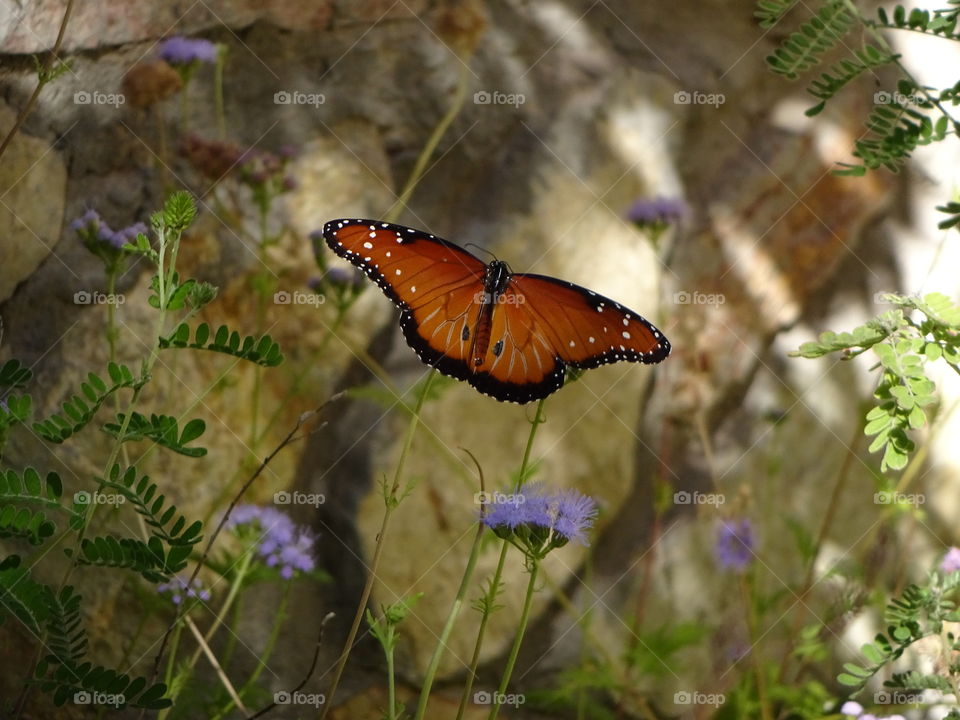 Butterfly garden