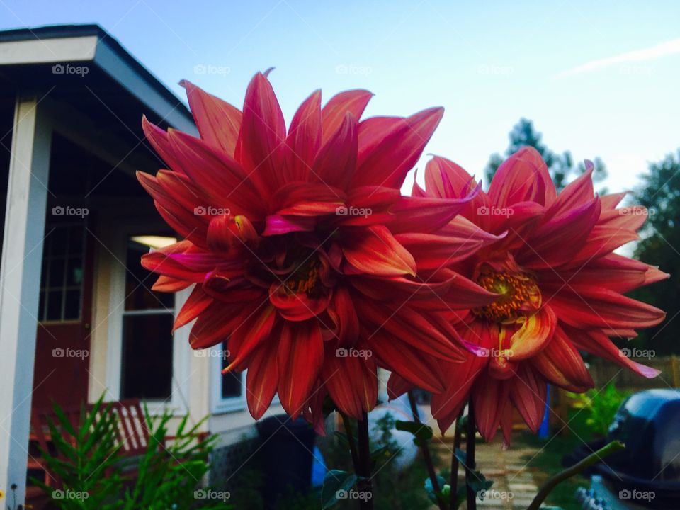 Red orange dahlia against the early evening summer sky.