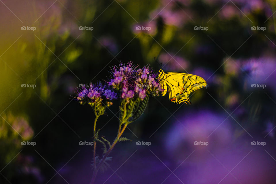 Swallowtail sitting on a purple flower