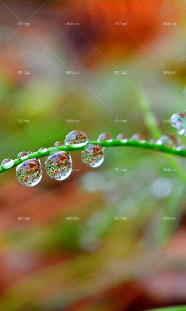 Tropfen an einem Grashalm