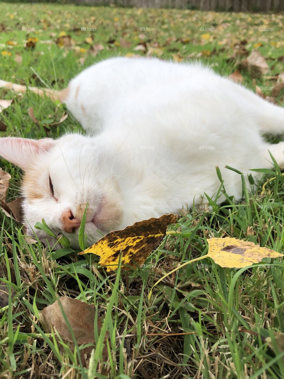 Sweetie relaxing in the Fall