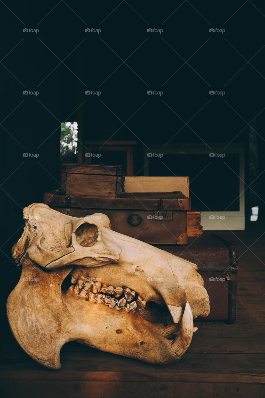 Hippo skull