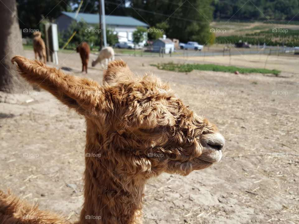 Close-up of brown alpaca looking away