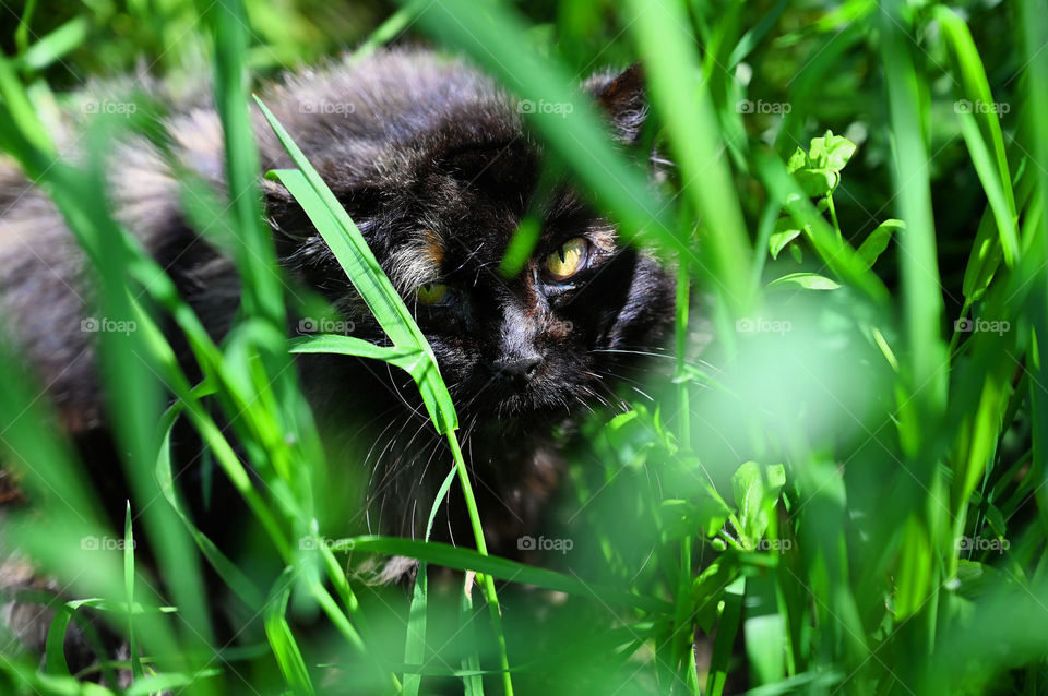 Stray black cat hiding in the bushes 