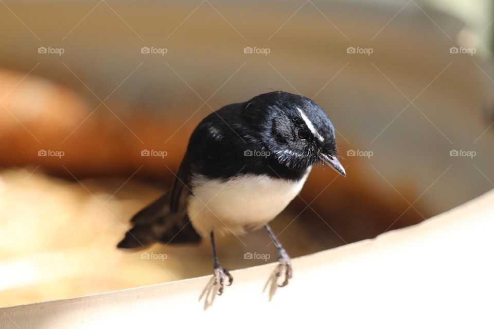 An adorable little willie wag tail bird, perching on a metal cylinder of a farm, looking around with curiosity