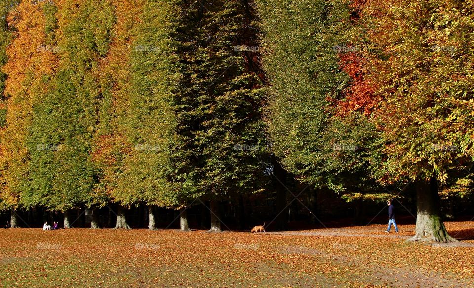 Changing autumn colors in the park.