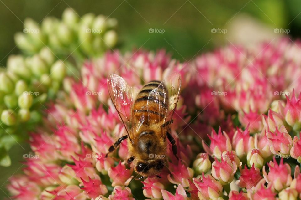 Bee on flower