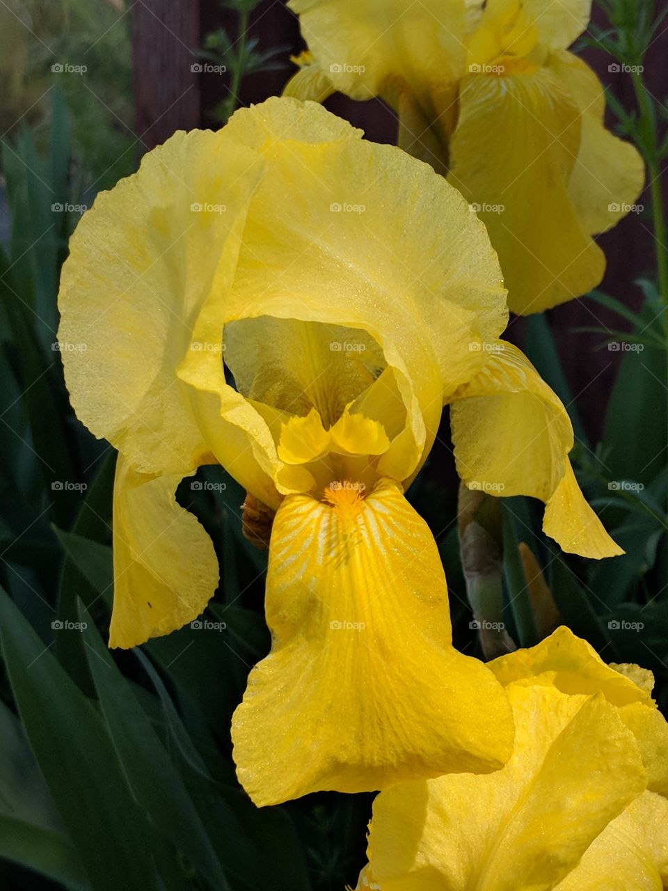yellow daffodil close up in bloom