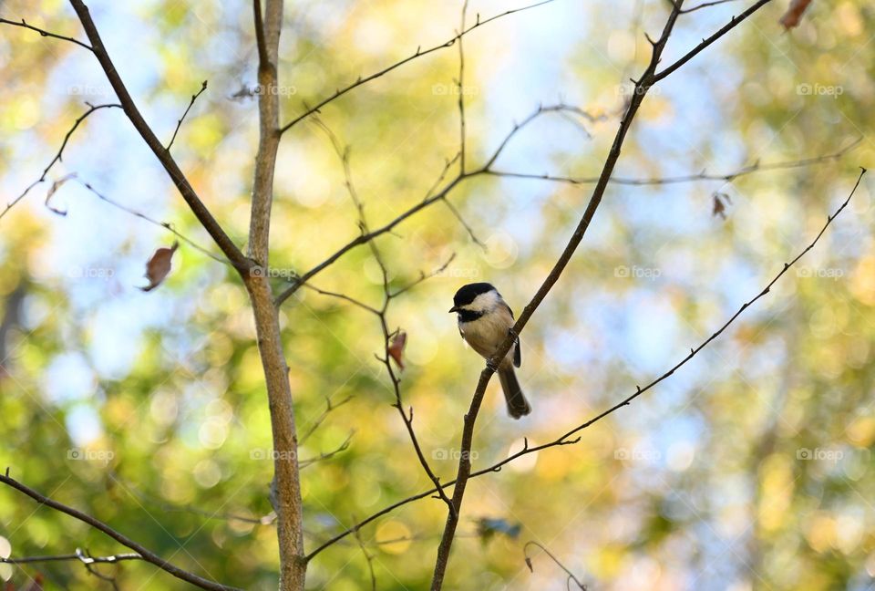 A little chickadee on a branch