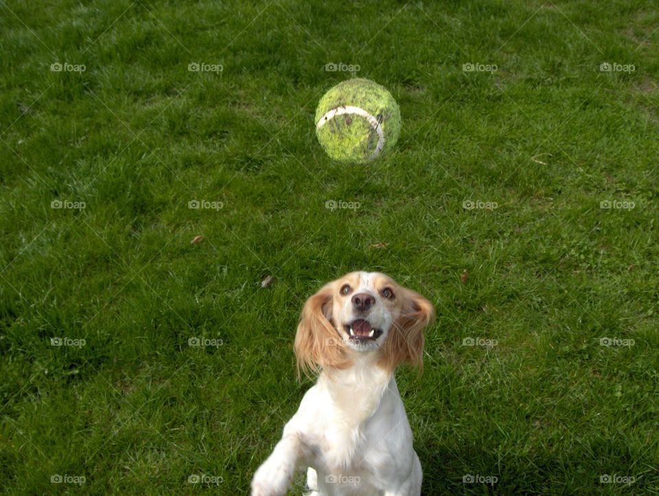 Dog caching ball 