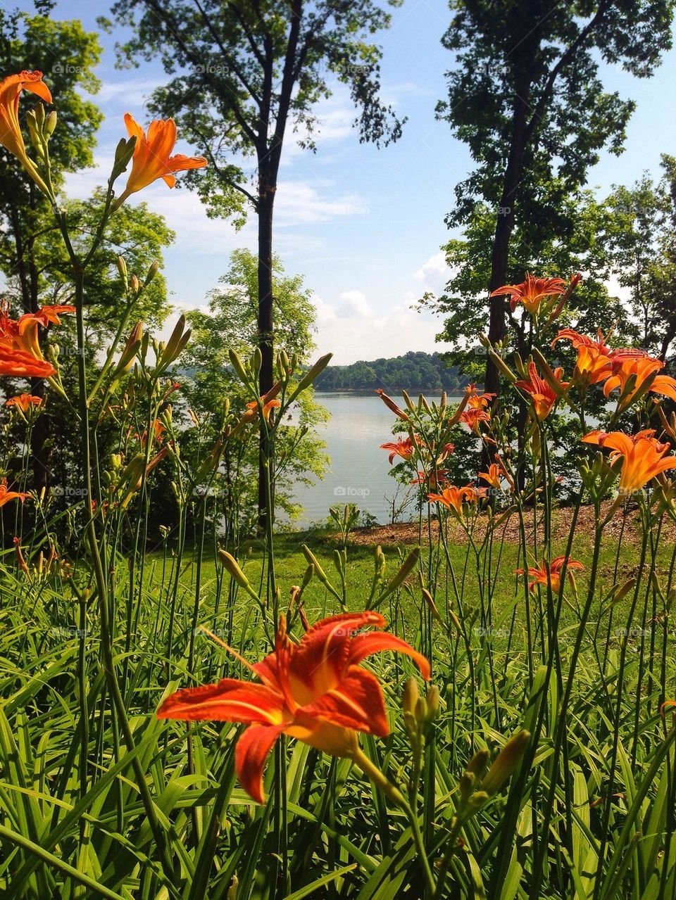 Daylilly by the lake