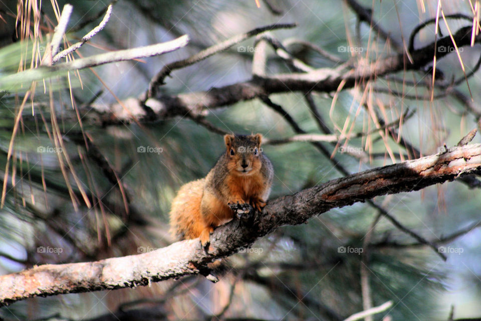 Portrait of squirrel on tree branch