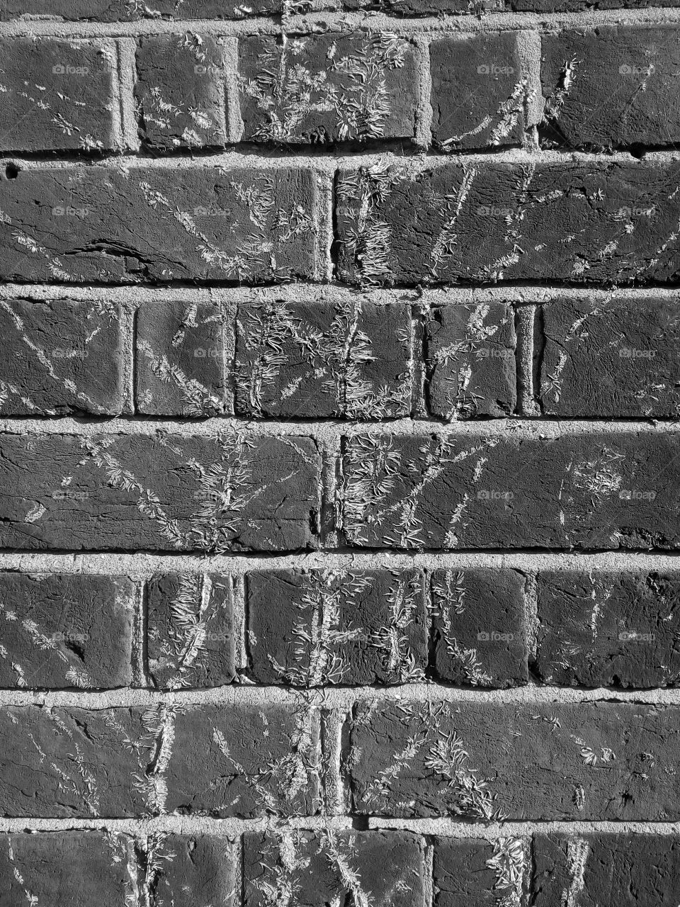 black and white, wall, urban
