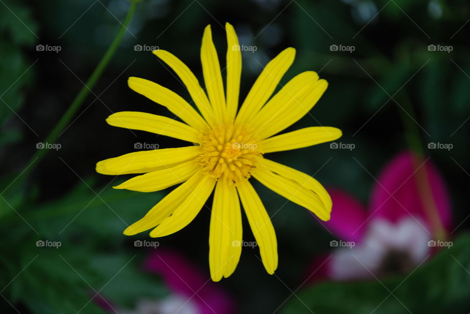 Yellow flower