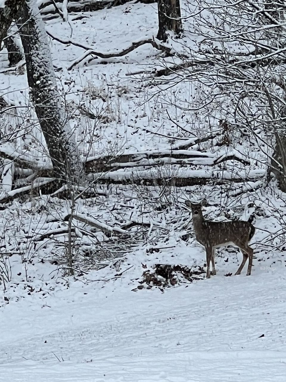 Snowy doe