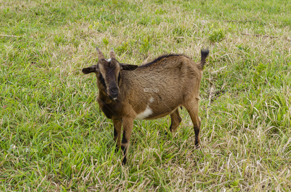 Ewe On Grassland