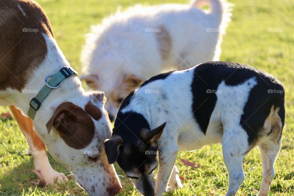 Three dogs sniffing in park