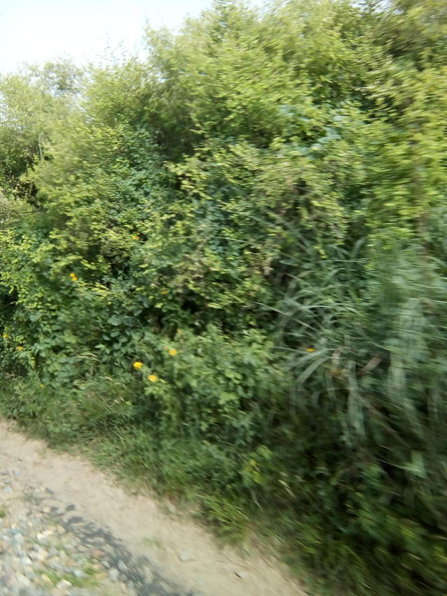 shrubs in a field