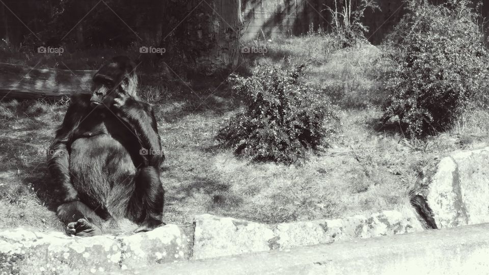 gorilla thinking