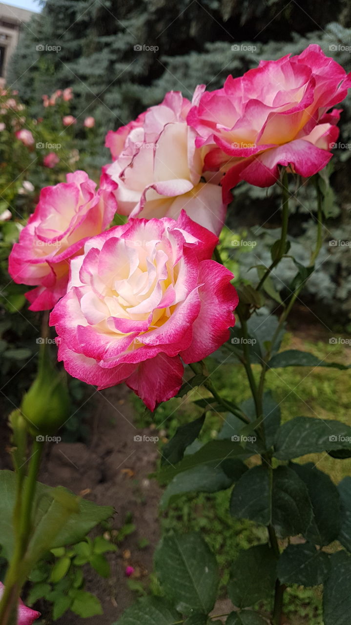 pink roses from the side