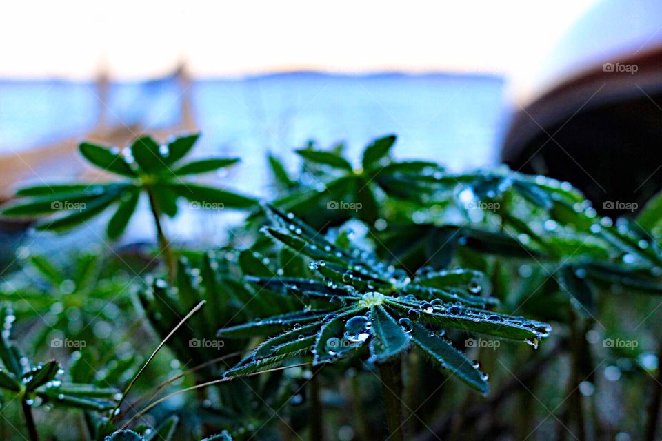 Green leaf with water drops! 