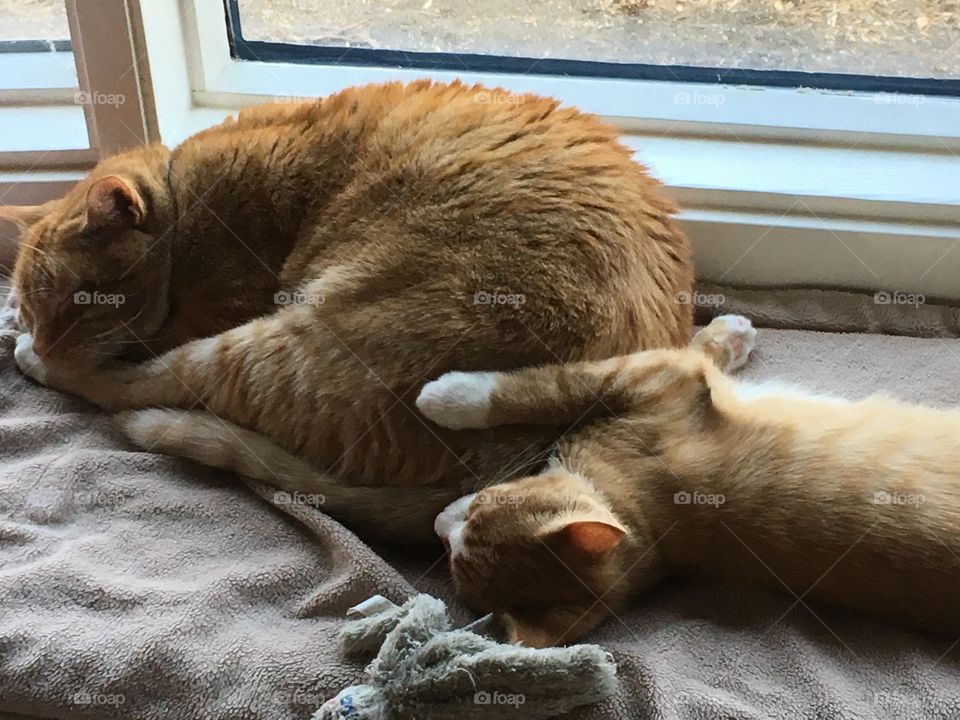 Sleeping cats 