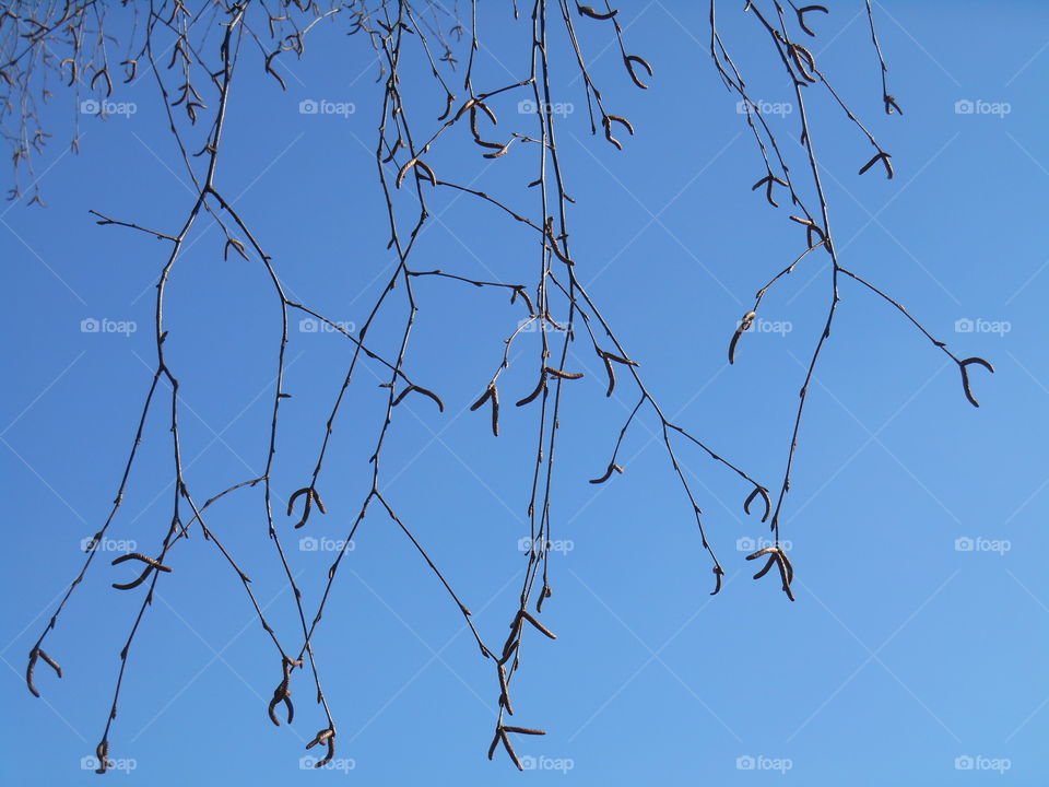 Sky, Tree, Branch, Winter, Nature