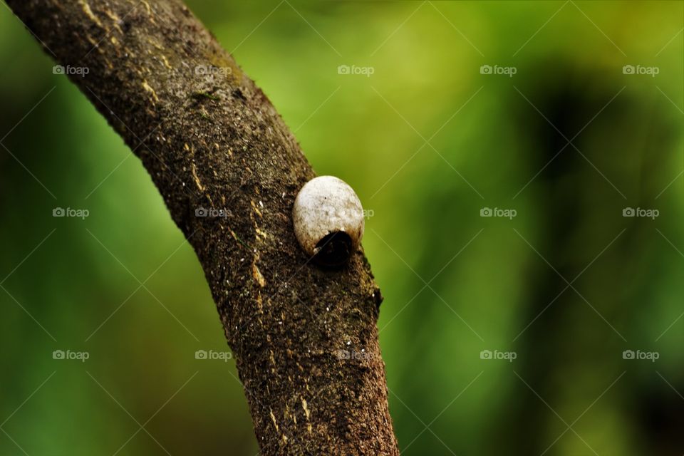 Insect cocoon/Casulo de inseto.